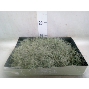 Tillandsia usneoides