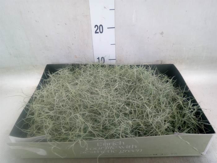<h4>Tillandsia usneoides</h4>
