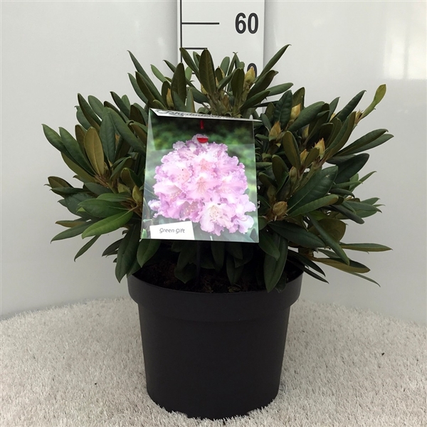 <h4>Rhodo. (Y) 'Carol. Allbrook' pink/purple</h4>