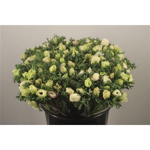 Anemone Fr. Panda White