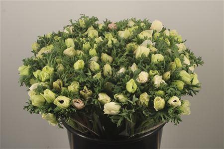 <h4>Anemone Fr. Panda White</h4>