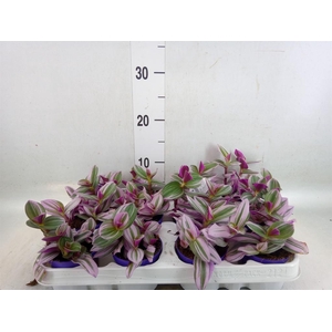 Tradescantia cerinth. 'Nanouk'