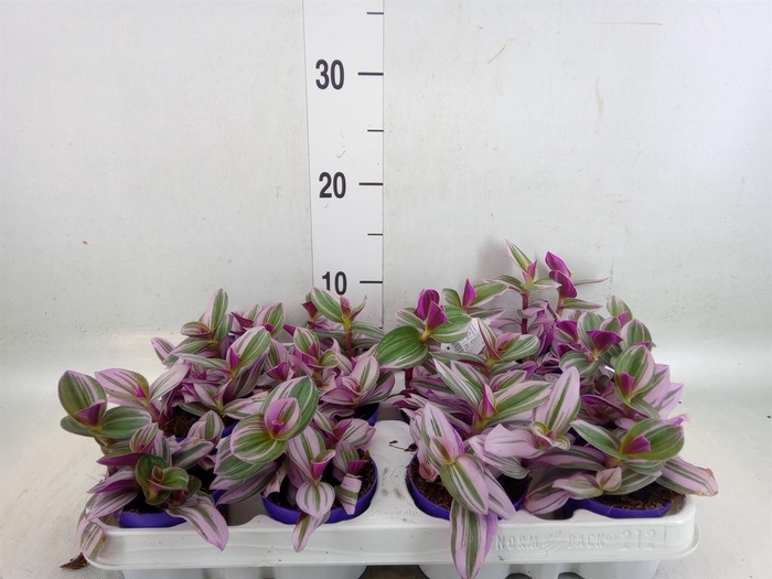 <h4>Tradescantia cerinth. 'Nanouk'</h4>