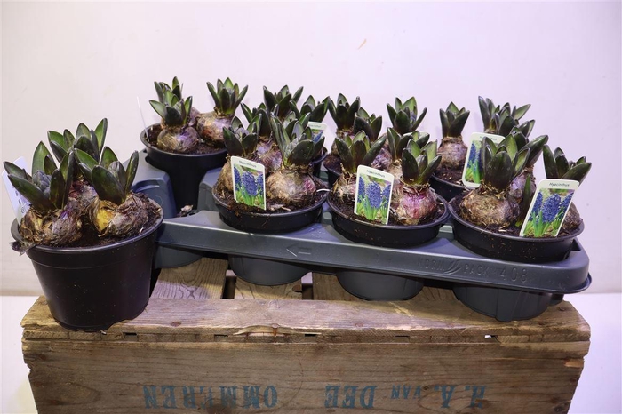 <h4>arr8 Hyacin Blue Star</h4>