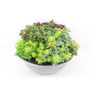 arr4 Outdoor AL - Zink schaal sedum mix