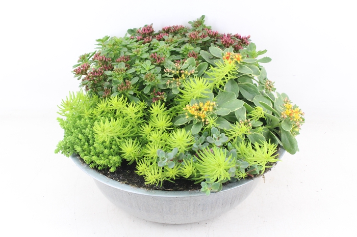 <h4>arr4 Outdoor AL - Zink schaal sedum mix</h4>