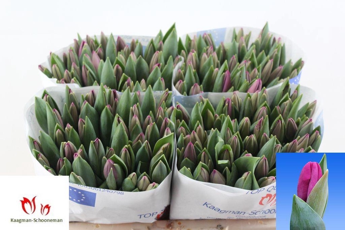 <h4>Tulipa si roeska</h4>