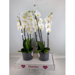 Phalaenopsis  'Ant Oxford'