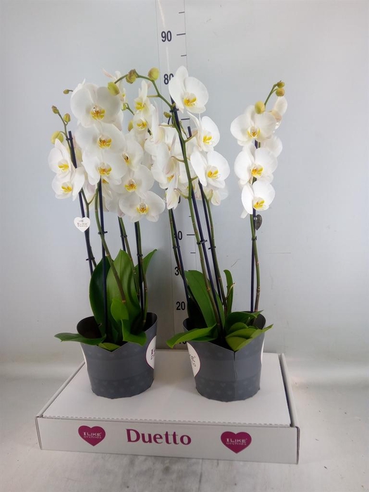 <h4>Phalaenopsis  'Ant Oxford'</h4>