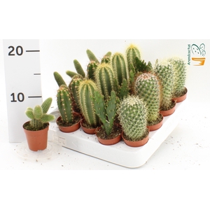 CACTUS GEM