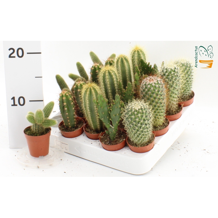 <h4>CACTUS GEM</h4>