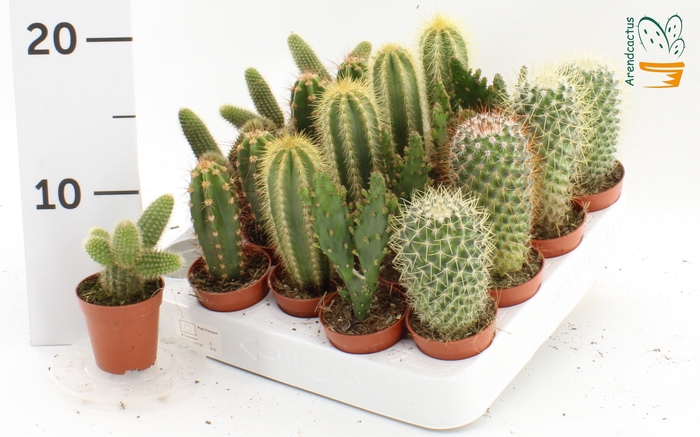 <h4>CACTUS GEM</h4>