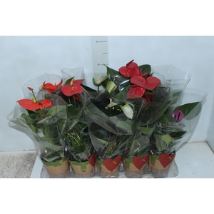 ANTHURIUM VARIADO P12