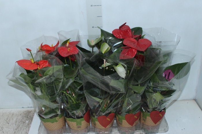 <h4>ANTHURIUM VARIADO P12</h4>