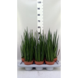 Sansevieria bacularis