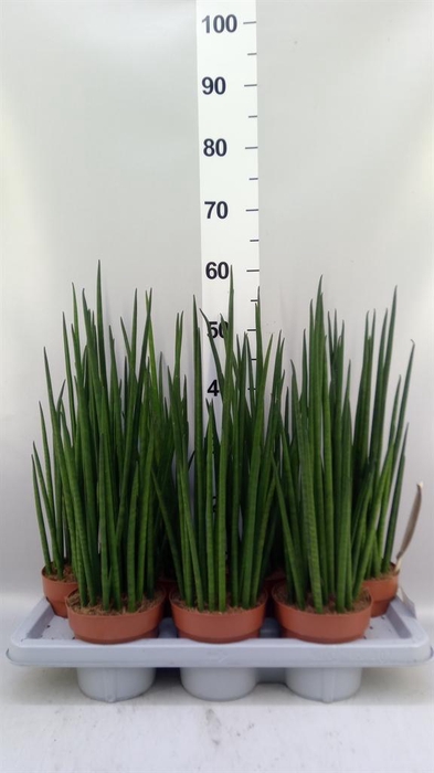 <h4>Sansevieria bacularis</h4>
