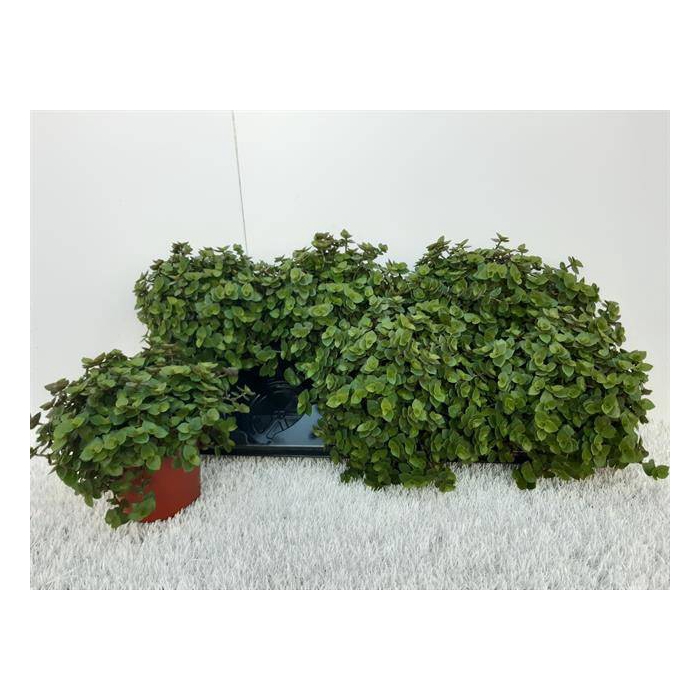<h4>Callisia repens 12Ø 15cm</h4>