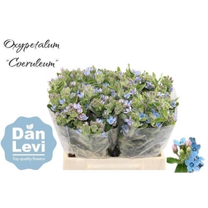 OXY CO TAN PURE BLU