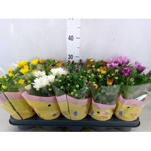 Chrysanthemum   ..mix 7