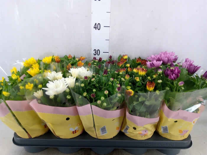 <h4>Chrysanthemum   ..mix 7</h4>