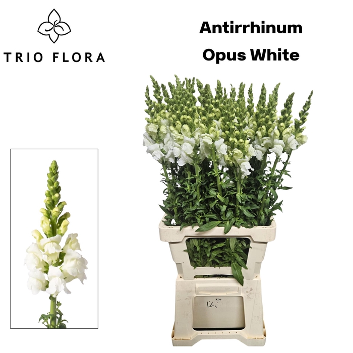 <h4>ANTIR OP WHITE</h4>