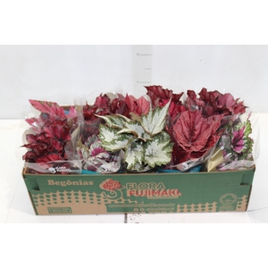 BEGONIA BELEAF P11 PO