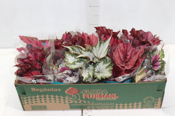 <h4>BEGONIA BELEAF P11 PO</h4>