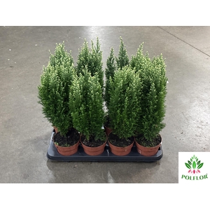 Chamaecyparis law. Ellwoodii Snoow 13Ø 50cm