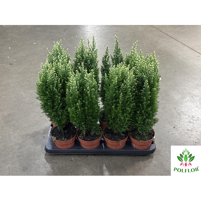 <h4>Chamaecyparis law. Ellwoodii Snoow 13Ø 50cm</h4>