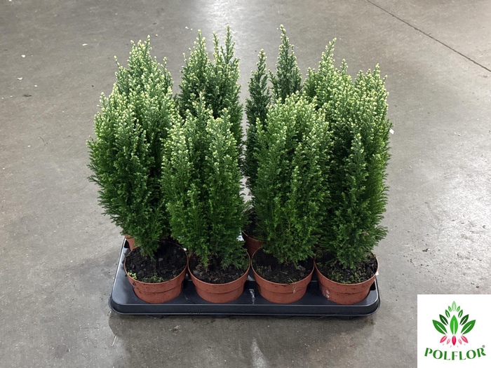 Chamaecyparis law. Ellwoodii Snoow 13Ø 50cm