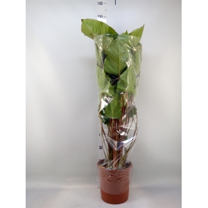 Homalomena rubescens 'Maggy'