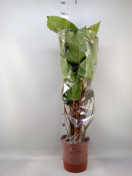 <h4>Homalomena rubescens 'Maggy'</h4>