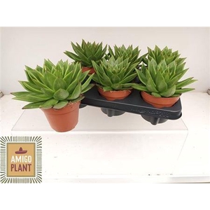 Echeveria agavoides 'Ebony'