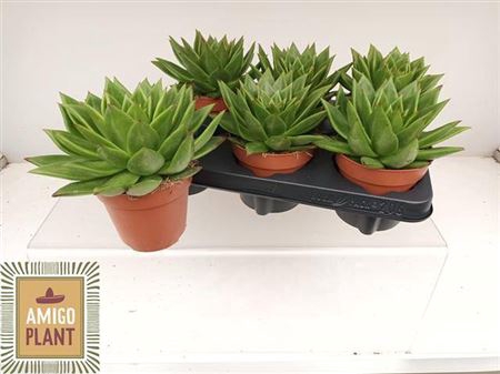 <h4>Echeveria agavoides 'Ebony'</h4>