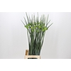 Allium Kenton