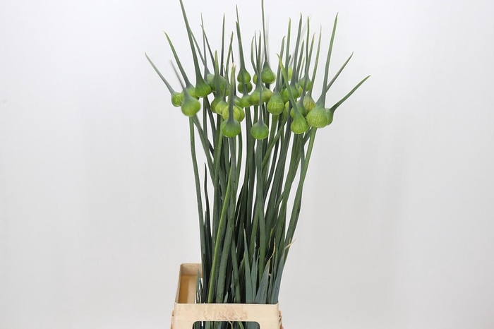 <h4>Allium Kenton</h4>
