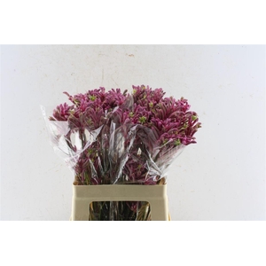 Anigozanthos Mini Pearl Pink