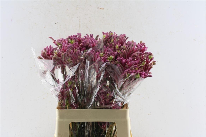 <h4>Anigozanthos Mini Pearl Pink</h4>