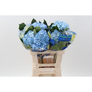 Hydr Blue Select
