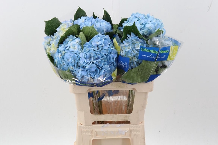 <h4>Hydr Blue Select</h4>