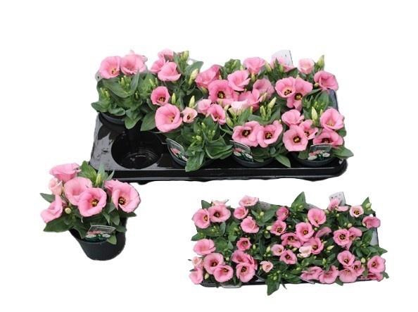 <h4>EUST CARMEN ROSE</h4>