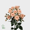 Rosa spray lydia