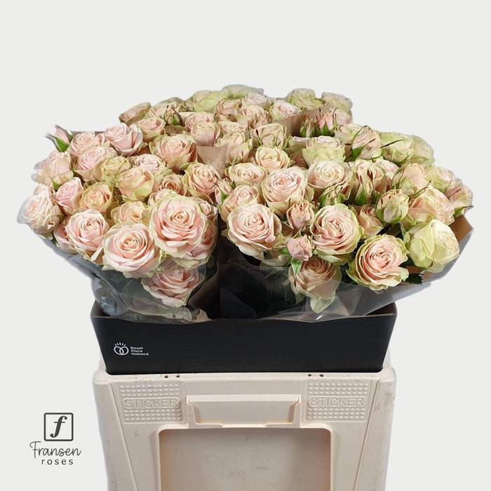 <h4>Rosa TR 'Whitney' FRANSEN</h4>