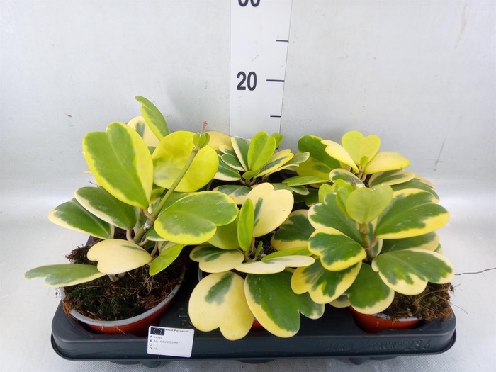 <h4>Hoya kerrii</h4>