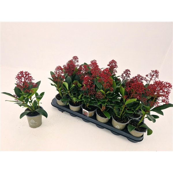 <h4>Skimmia jap. Rubella p9 1 bloem</h4>