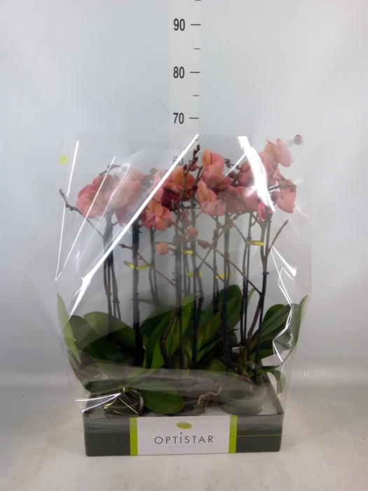 <h4>Phalaenopsis   ...orange</h4>