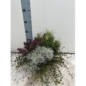 ARR TUINPLANTEN