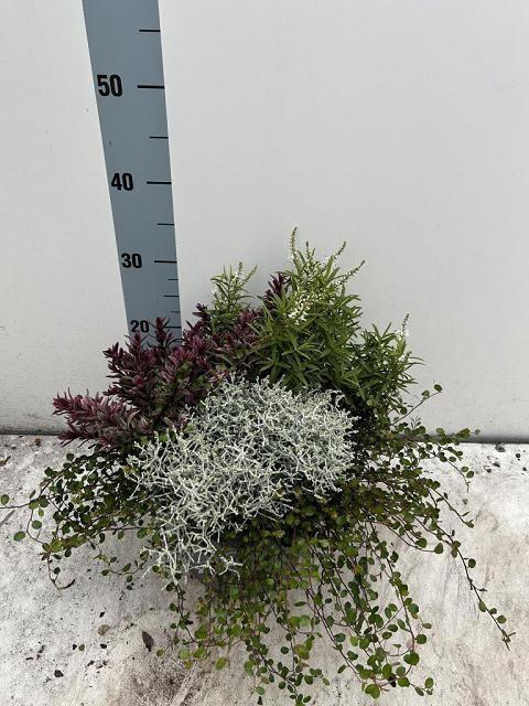 <h4>ARR TUINPLANTEN</h4>