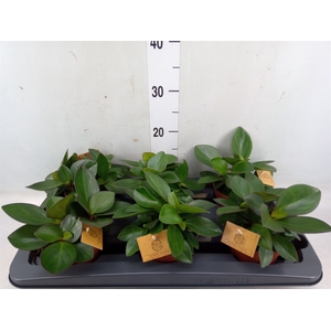 Peperomia clusiifolia 'Red Margin'