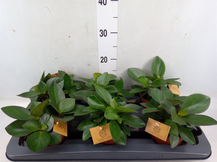 <h4>Peperomia clusiifolia 'Red Margin'</h4>